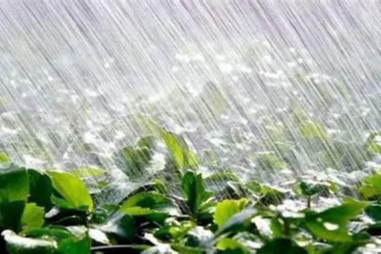 做食用菌大片麸皮和碎麸皮有什么区别？