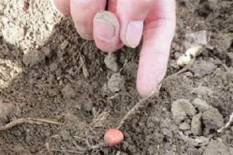 打玉米叶面肥用什么助剂好