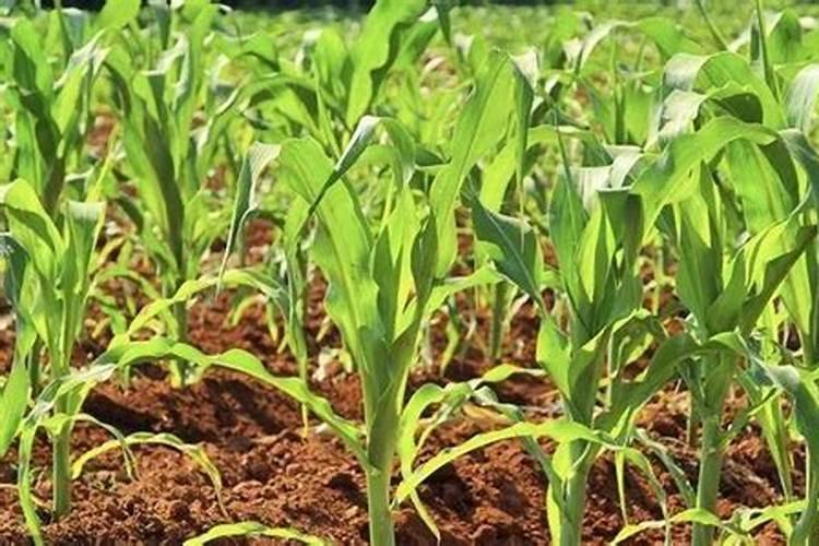 玉米生长慢打什么叶面肥好