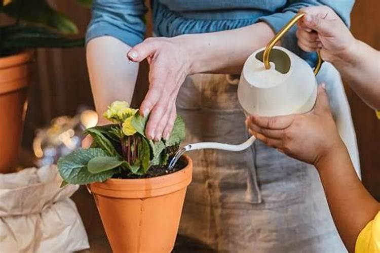 芋头7月施肥方法