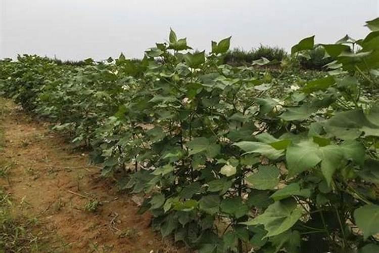 大棵西芹叶柄拧劲生长怎么办？