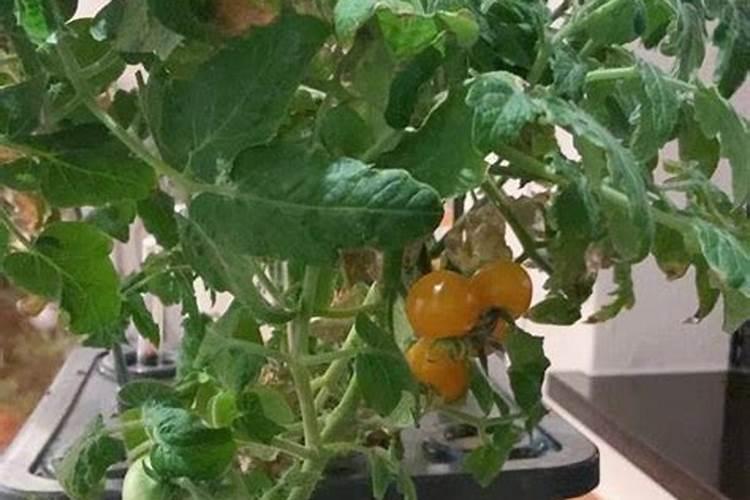 阳台适合种植哪些蔬菜