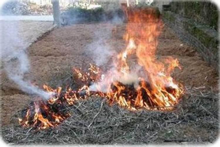 水稻和小麦的营养 区别在哪里