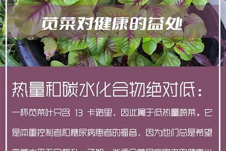 菜苗用什么肥提苗快