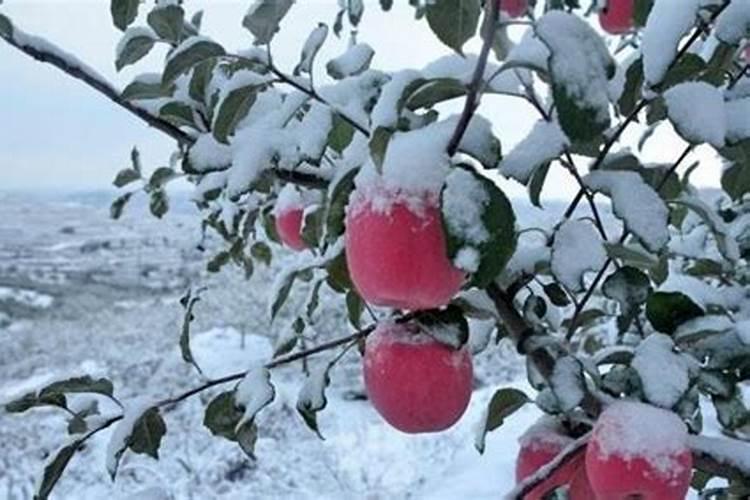 桃树冬天施什么肥