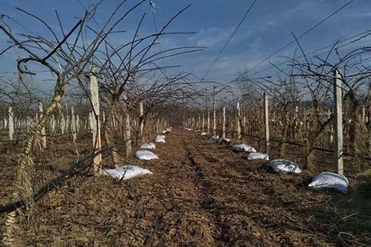 柑橘冬肥用什么肥料好