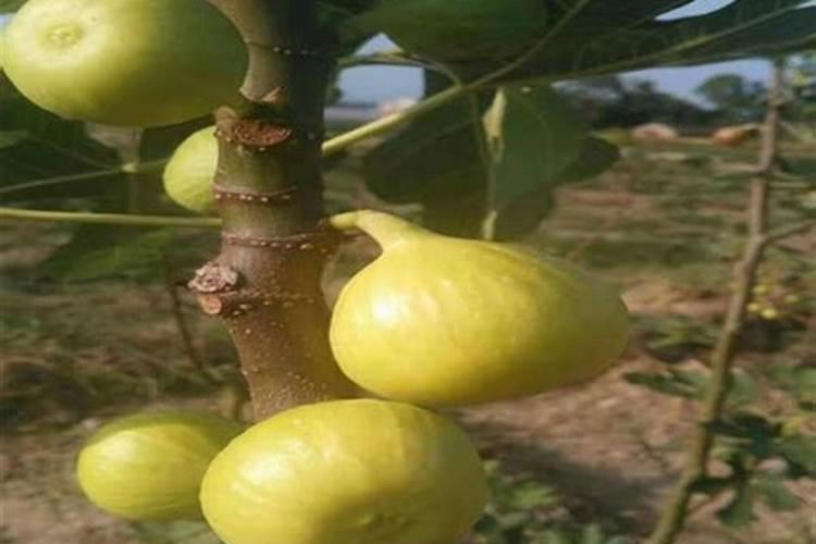 无花果苗用什么肥料