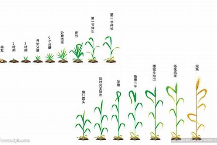 你好咨询一下栗子树秋天新栽的栗子树秋天能施肥吗？
