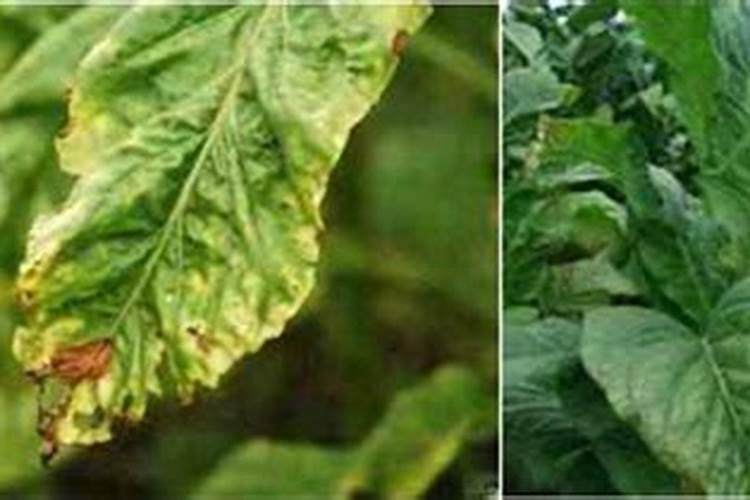 柑橘开花期能不能施水肥呢？需要注意些什么？