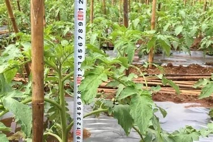 种西瓜用什么复合肥好