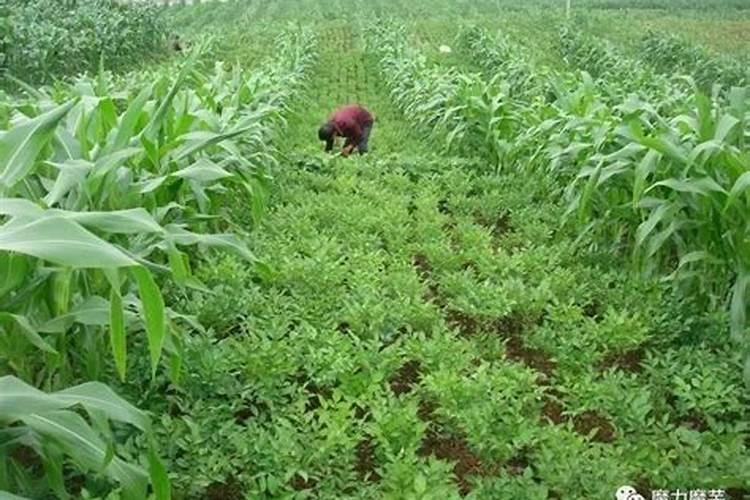 种魔芋用什么肥料 大家可以了解一下