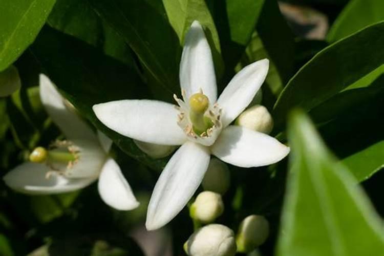 柑橘开花期能不能施水肥呢？需要注意些什么？