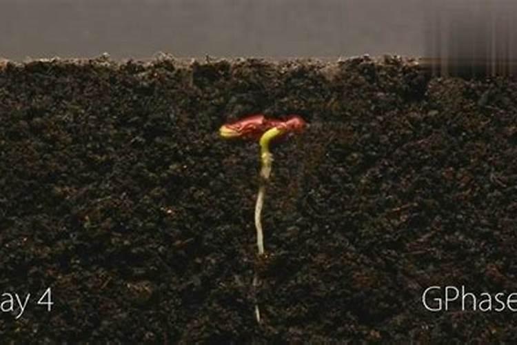 富含磷的肥料可以促进开花结果,其中主要是什么原理？