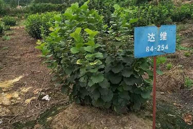 柚子树冬天落叶吗