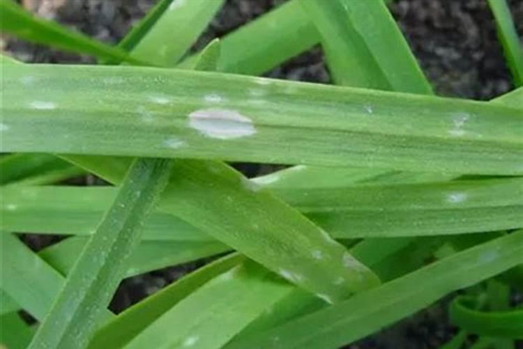 韭菜喷叶面肥用磷酸二氢钾好吗