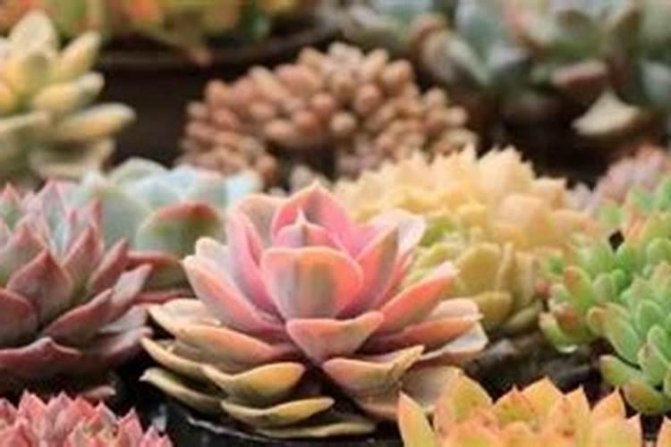 玉米幼苗喷芸苔素后果会怎样