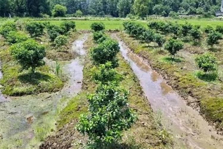 如何科学施用氮肥 氮肥如何施肥