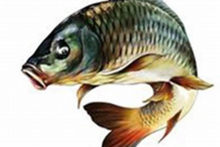 鱼的蛋白质含量