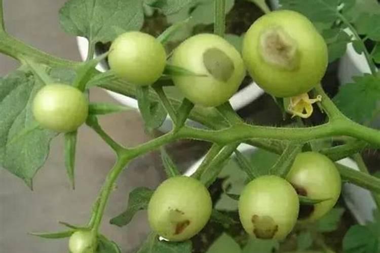 海法法特姆肥料怎么样