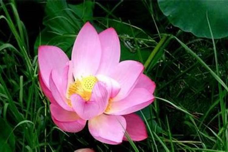 叶子全都耷拉(叶子全都耷拉下来了)