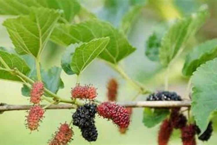 蒜水变绿了还能用吗