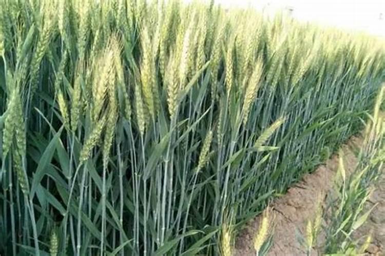 掌握小麦生长关键期,合理使用磷酸二氢钾加芸苔素有效增产