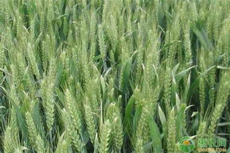 种小麦肥料每一亩是多少