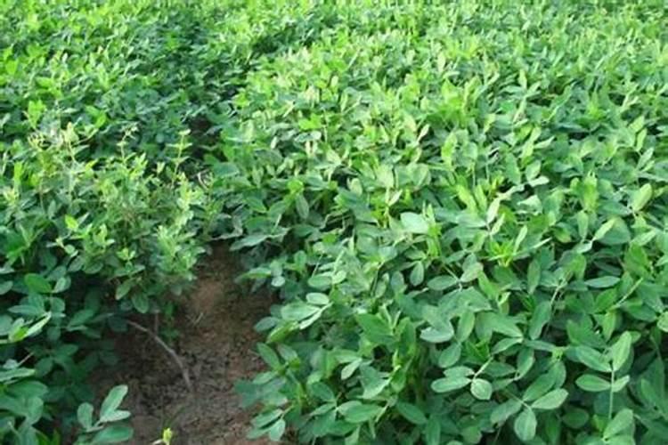 什么时候给花生施肥？