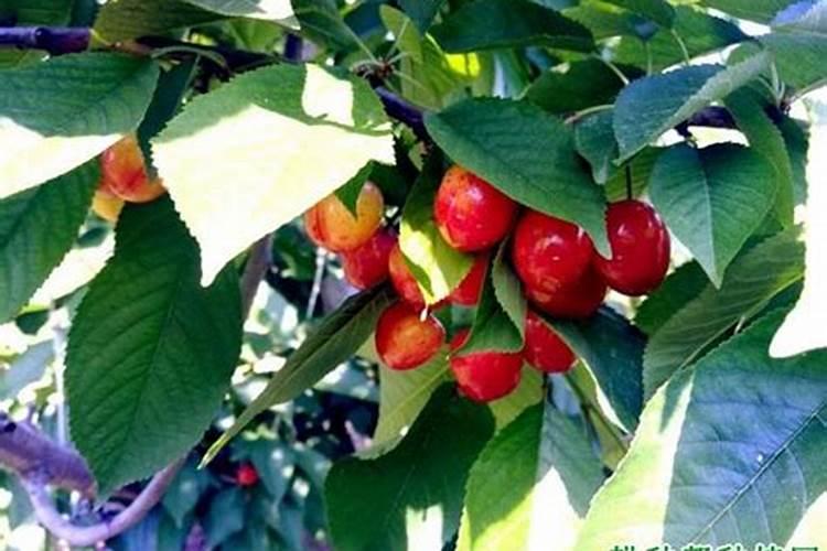 大樱桃“如何保花保果 ”