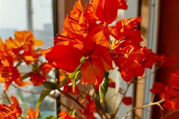 三角梅花期用施肥吗