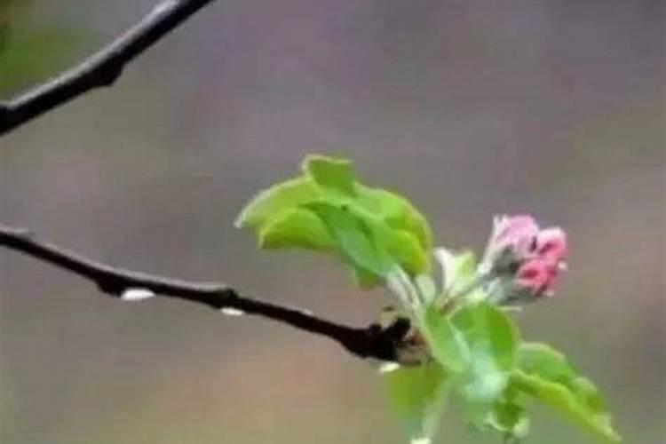 苹果树这个季节主要打哪些药那