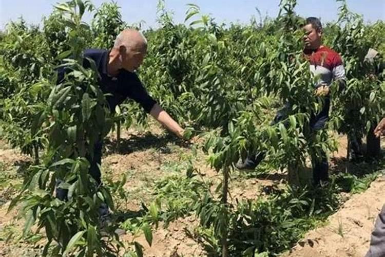 氮磷钾肥分别有什么作用