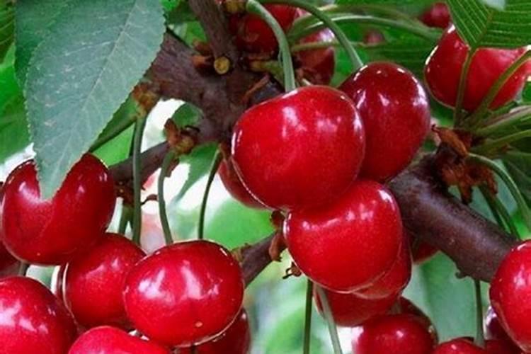 樱桃的施肥技术 樱桃应该怎么施肥