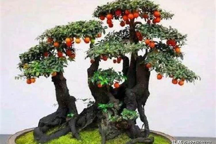 金弹子为什么会掉果