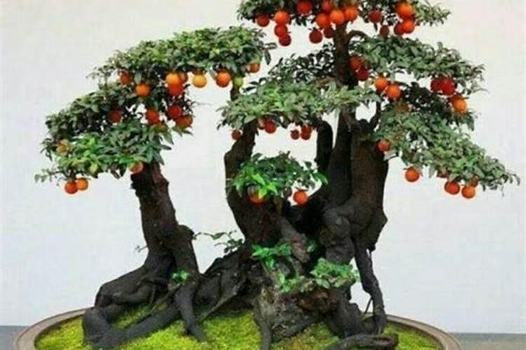 金弹子为什么会掉果