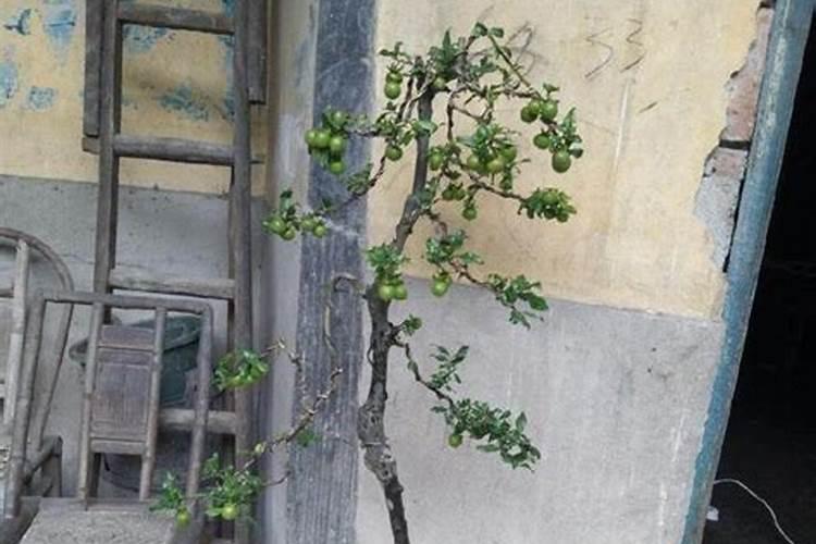 金弹子叶子卷曲原因及补救方法