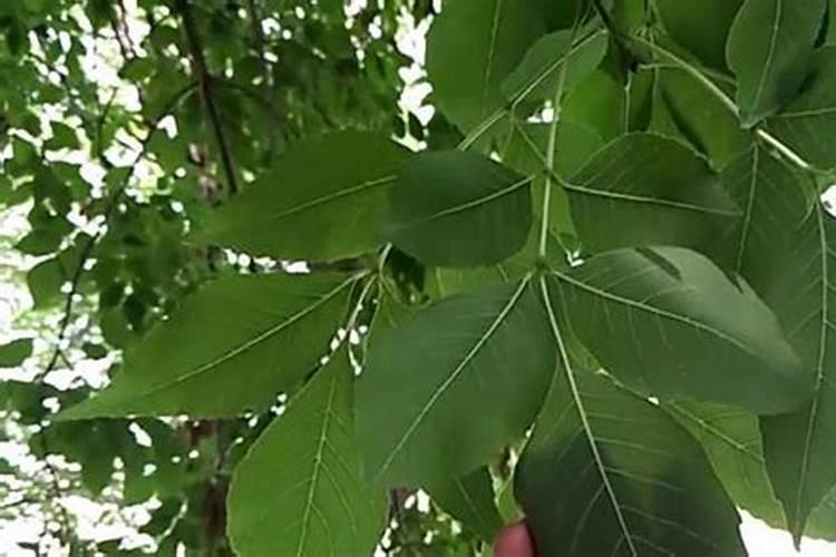 白蜡树种植用什么肥料