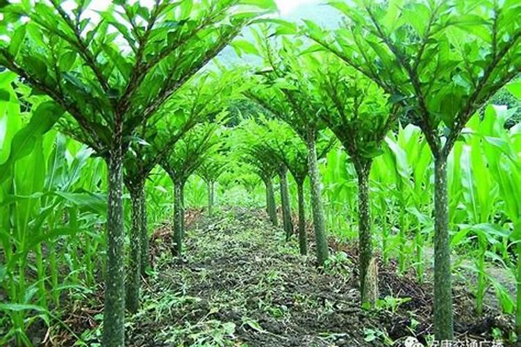 玉米喷施芸苔素能增产吗？在什么阶段可以进行喷？