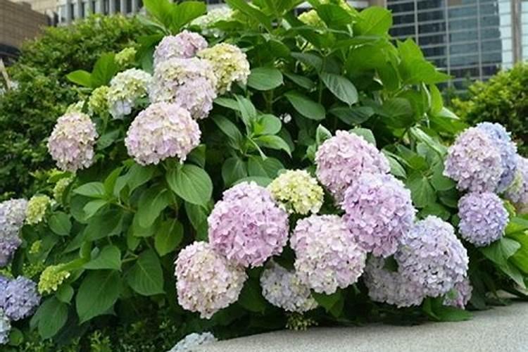 绣球冬季怎么管理