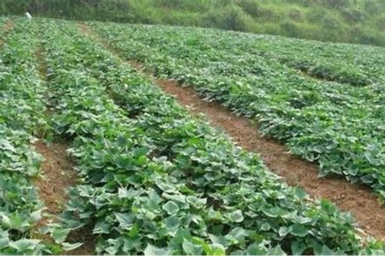 红薯怎样用草木灰控旺