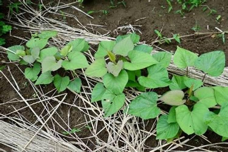 种红薯怎么用草木灰