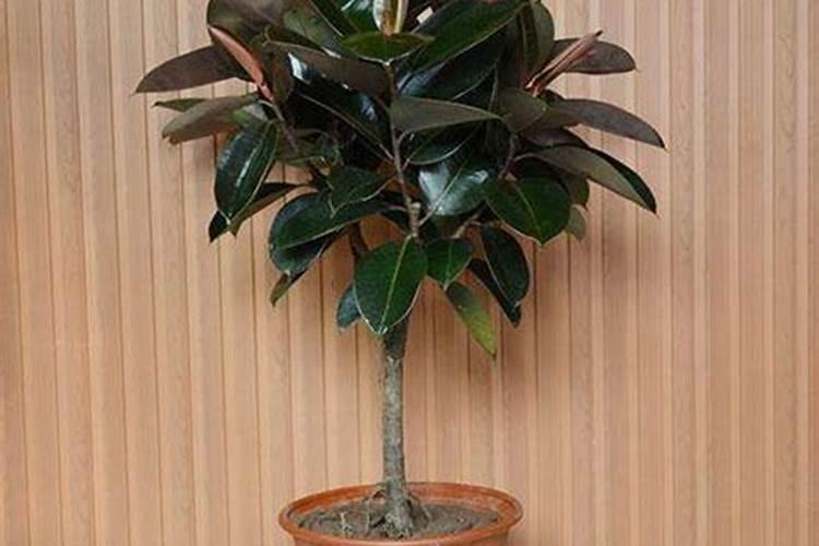 葡萄肥害如何解救