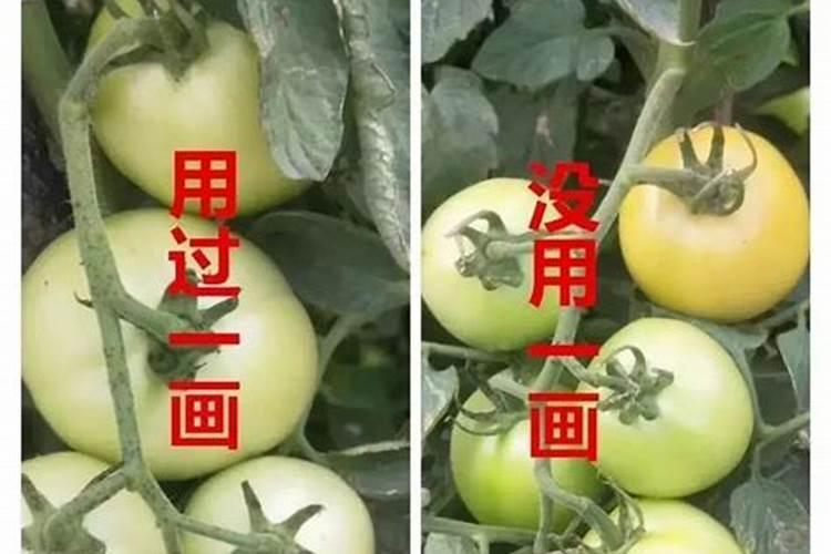 草莓要施什么肥料