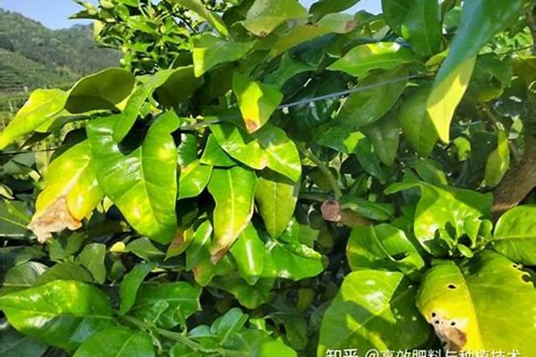 葡萄浇水时施氮肥过多过近出现下部叶子干枯怎样补救