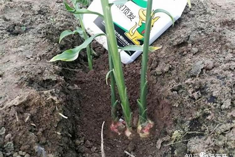 什么是腐植酸肥料