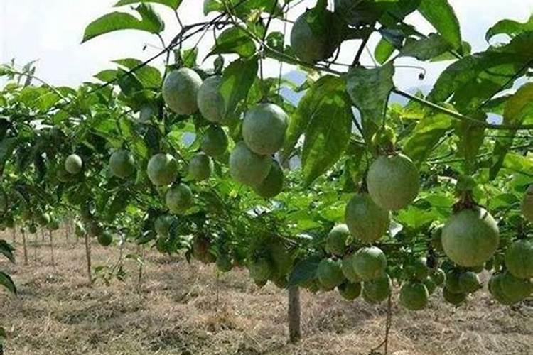 百香果只长叶子不开花原因及处理方法