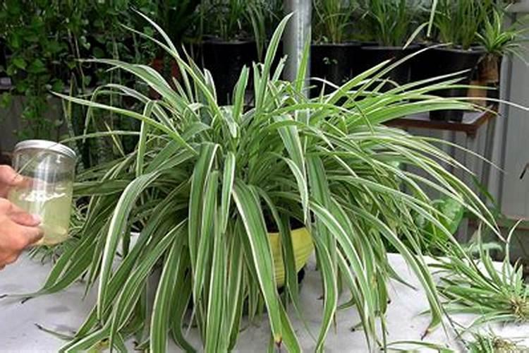 吊兰施什么肥料长得好