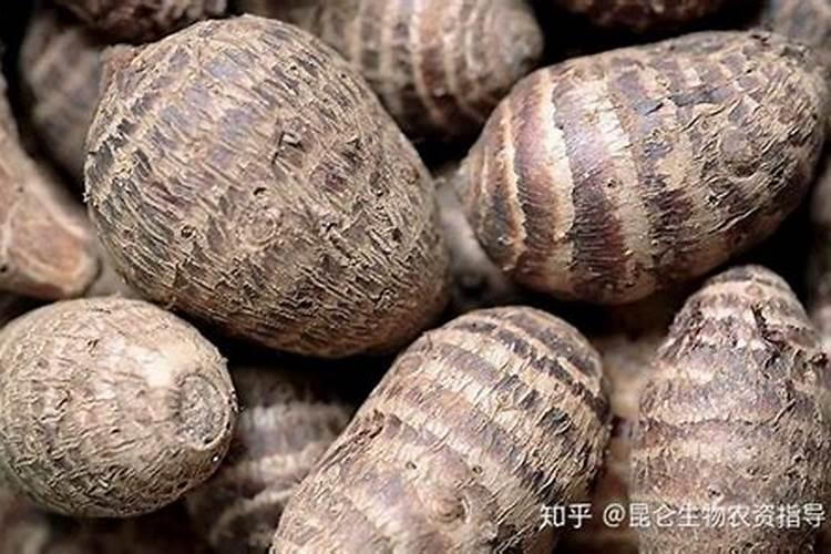 芋头膨大最佳肥料