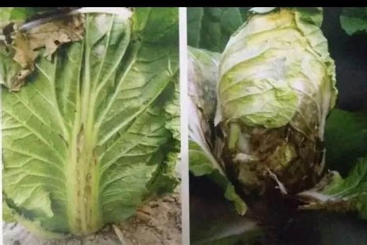 甲醇和销酸钾和雄黄一如点燃有何化学反应？