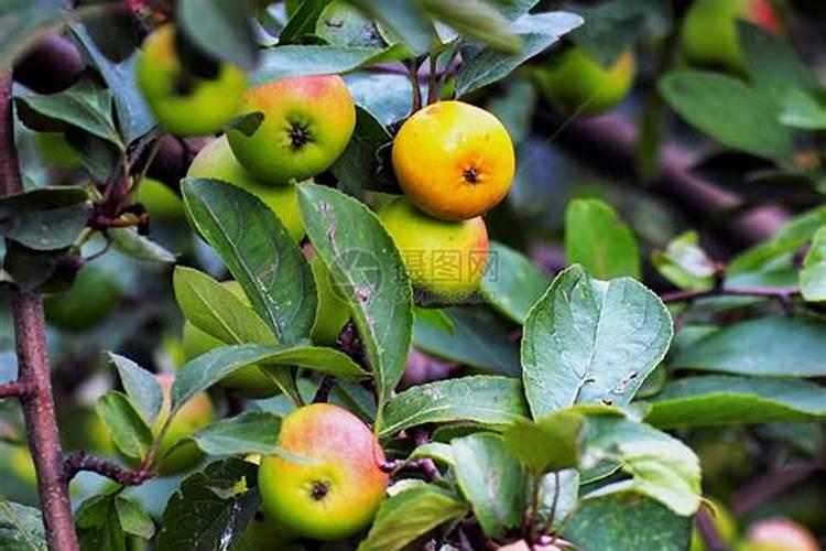 油菜施什么肥好